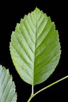 Charme - feuille face inférieure (Carpinus betulus)